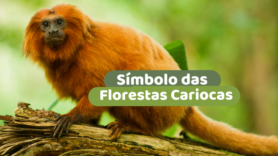 Símbolo das florestas cariocas
