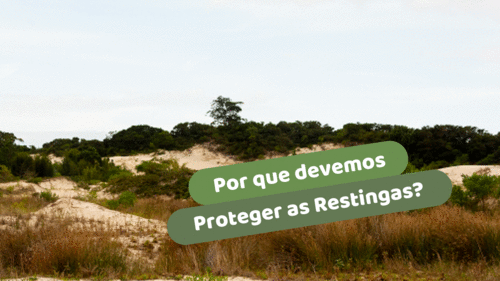 Por que devemos proteger as Restingas?